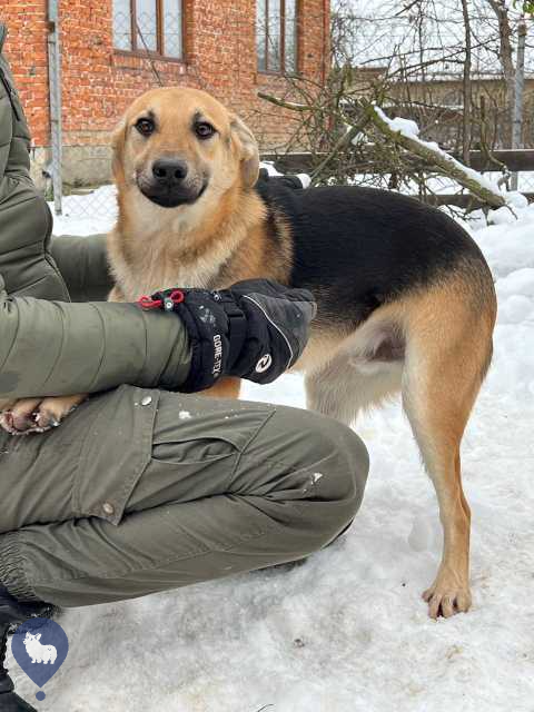 оголошення-івано-франківськ-інша-порода-null-роман